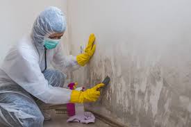 Why You Should Choose Our Mold Remediation Services in (206) 803-13630